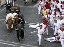 Varios toros pasan junto a los cabestros, frente al tramo del Ayuntamiento. La carrera limpia y r&aacute;pida que ha transcurrido sin incidentes.