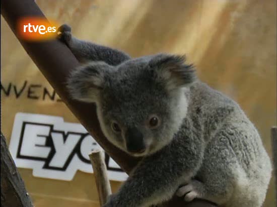'EyePet', la primera cr&iacute;a de koala nacida en cautividad en Espa&ntilde;a