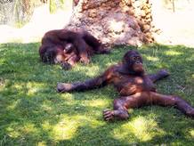 El primer orangut&aacute;n de borneo nacido en el Zoo de Madrid