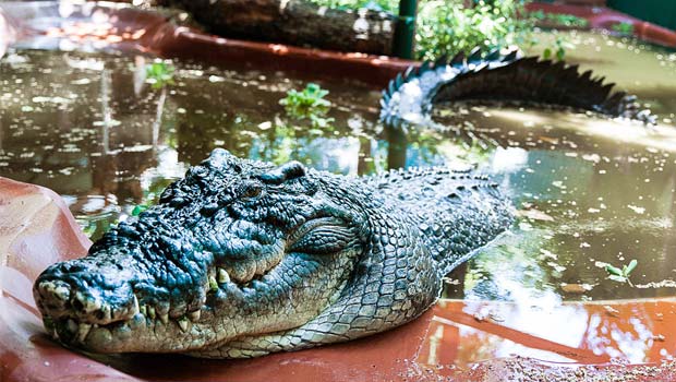 Primer plano del cocodrilo 'Cassius' en su parque de Queensland (Australia). Primer plano del cocodrilo 'Cassius' en su parque de Queensland (Australia).