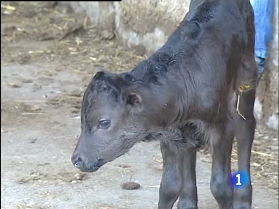 Got ,el primer toro bravo clonado en Espa&ntilde;a.