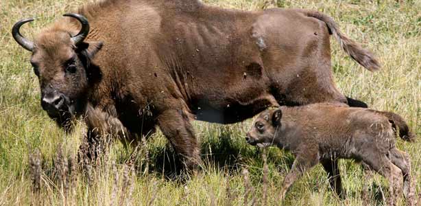 La primera cr&iacute;a de bisonte europeo nacida en Palencia en compa&ntilde;&iacute;a de su madre