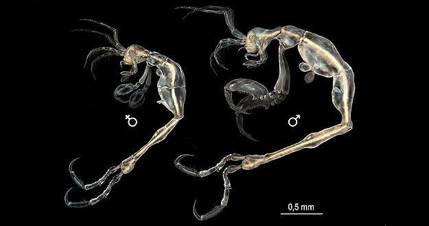 La primera 'microgamba' del género Liropus hallada en el Pacífico nororiental