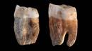 Los primeros f&oacute;siles humanos encontrados en Pinilla fueron dos molares de neandertales