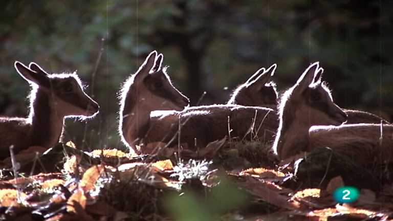 El hombre y la Tierra (Fauna ib&eacute;rica) - Prisioneros del bosque, 2