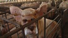 Los productores de porcino est&aacute;n nerviosos y enfadados con la nueva norma