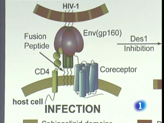 Una prote&iacute;na podr&iacute;a frenar el avance del virus del SIDA 