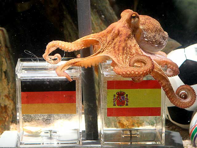 El pulpo alem&aacute;n cree que ganar&aacute; Espa&ntilde;a