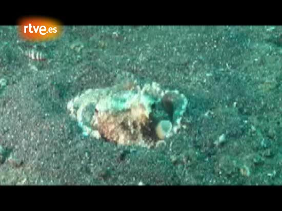 Un pulpo huye con su escudo bajo el brazo