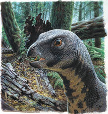 Qantassaurus intrepidus vivió hace 115 millones de año en los bosques del suroeste de Australia. Por aquel entonces allí había coníferas y ginkgos. Aún no habían aparecido las plantas con flor. Qantassaurus intrepidus vivió hace 115 millones de año en los bosques del suroeste de Australia. Por aquel entonces allí había coníferas y ginkgos. Aún no habían aparecido las plantas con flor.