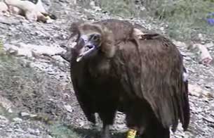 Ver v&iacute;deo  'El Quebrantahuesos se extiende en los Pirineos'