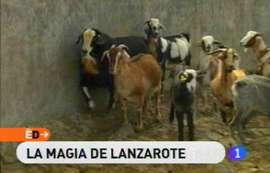 Espa&ntilde;a Directo - Queso de cabra de Lanzarote