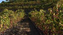 Racons - El Priorat 6