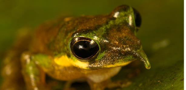 La rana 'Pinocho', con una protuberancia similar a una nariz humana La rana 'Pinocho', con una protuberancia similar a una nariz humana