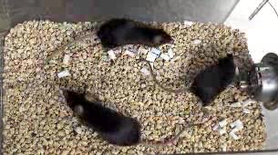 Ver v&iacute;deo  'El rat&oacute;n con un h&iacute;gado humano'