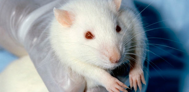 Un rat&oacute;n de laboratorio