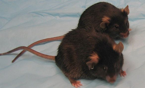 Rat&oacute;n normal (delante) y rat&oacute;n sin la porte&iacute;na JNK1 (fondo), tras ser alimentados con comida rica en grasa.