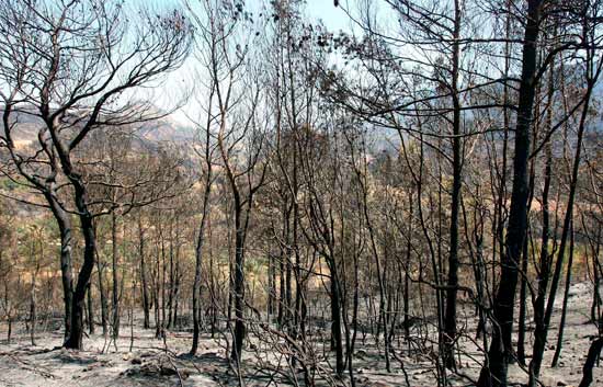 Un rayo caus&oacute; el incendio de Horta de Sant Joan