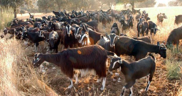 Rebaño de cabras de Guadarrama, una especie autóctona que ayuda a conservar el monte.