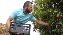 Recogida de naranjas en Co&iacute;n