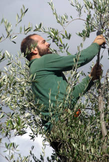Recolector de aceitunas