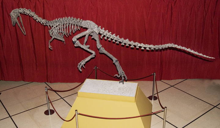 Reconstrucci&oacute;n del Austroraptor, una especie de dinosaurio que vivi&oacute; en la zona de la Patagonia