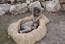 Reconstrucci&oacute;n de un enterramiento neandertal