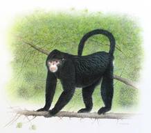 Una reconstrucción pictórica de la nueva especie