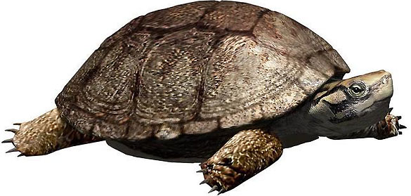 Reconstrucción de la tortuga 'Polysternon isonae' a partir de los restos fósiles recuperados en Isona.