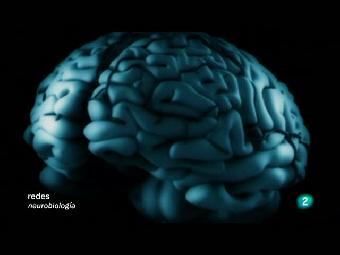 Ver v&iacute;deo  'Redes - El cerebro masculino'