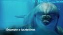 Ir al Video&nbsp;Redes - Entender a los delfines - avance