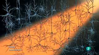 Ver v&iacute;deo  'Redes - Modificar el cerebro con luz'