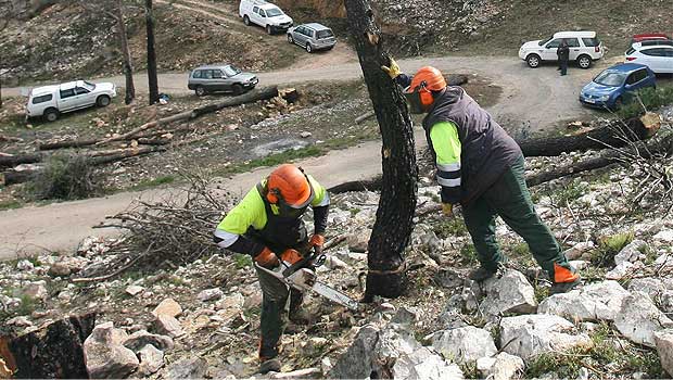 Regeneraci&oacute;n de una zona quemada en Tarragona