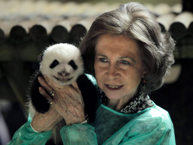 La Reina visita a los pequeos pandas del Zoo de Madrid