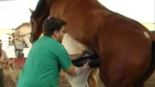 El mamporrero asiste a la monta de los animales