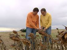 Girasoles para la producci&oacute;n