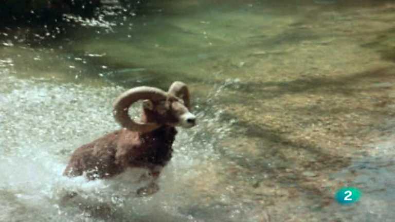 El hombre y la Tierra (Fauna ib&eacute;rica) - Rescatados del exterminio