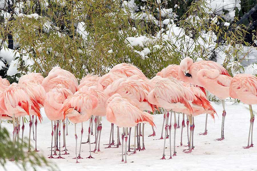 Al resguardo de las plumas