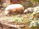 Ir al Video&nbsp;El resurgir del rinoceronte de Java