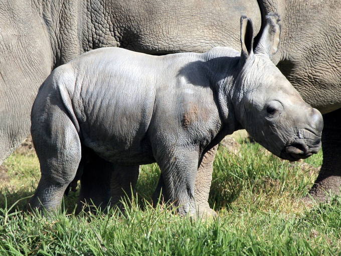 El rinoceronte blanco nacido hace una semana en el Zool&oacute;gico Taronga Western Plains.