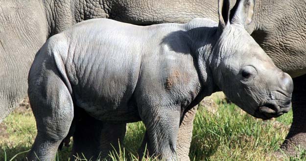 El rinoceronte blanco nacido hace una semana en el Zool&oacute;gico Taronga Western Plains.