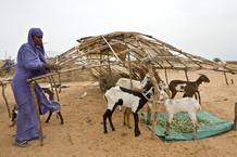 Tahada construye su choza en el campamento de refugiados malienses de Damba, en Burkina Faso.