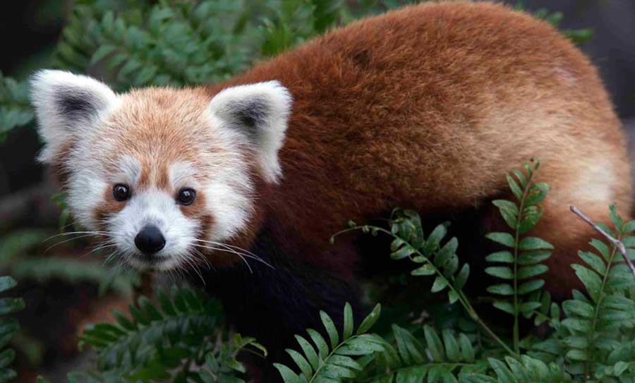 Rusty, el panda rojo