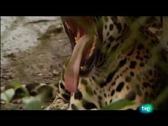 Ver v&iacute;deo  'Ruta Quetzal - Caminando entre dinosaurios'