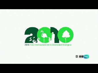 Biodiario - Salamanquesa rosada