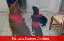 Mis perritos festejando las panplonadas desde M&eacute;xico