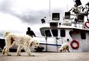 En Santander, barcos amarrados