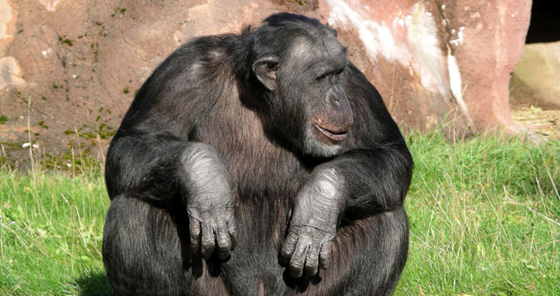 SANTINO, UN CHIMPANC&Eacute; QUE TIRA PIEDRAS CON PREMEDITACI&Oacute;N Y ALEVOS&Iacute;A