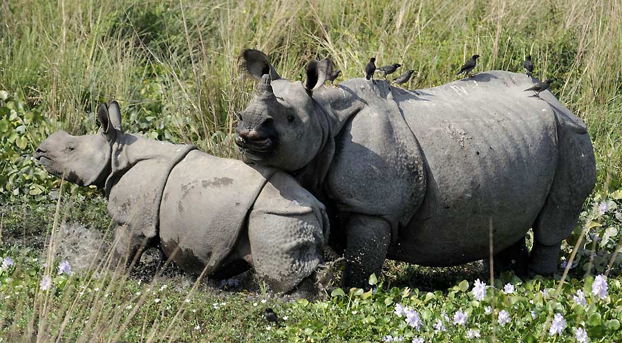 Un santuario de rinocerontes