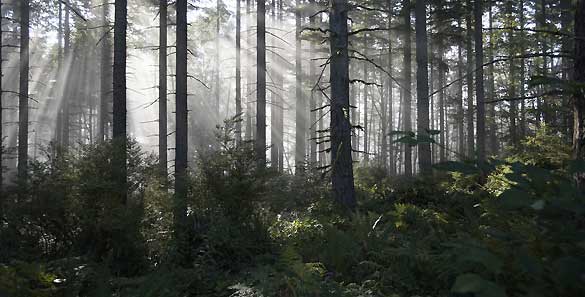 Los bosques, que contienen el 80% de la biodiversidad del planeta, pierden, anualmente, trece millones de hectáreas Los bosques, que contienen el 80% de la biodiversidad del planeta, pierden, anualmente, trece millones de hectáreas